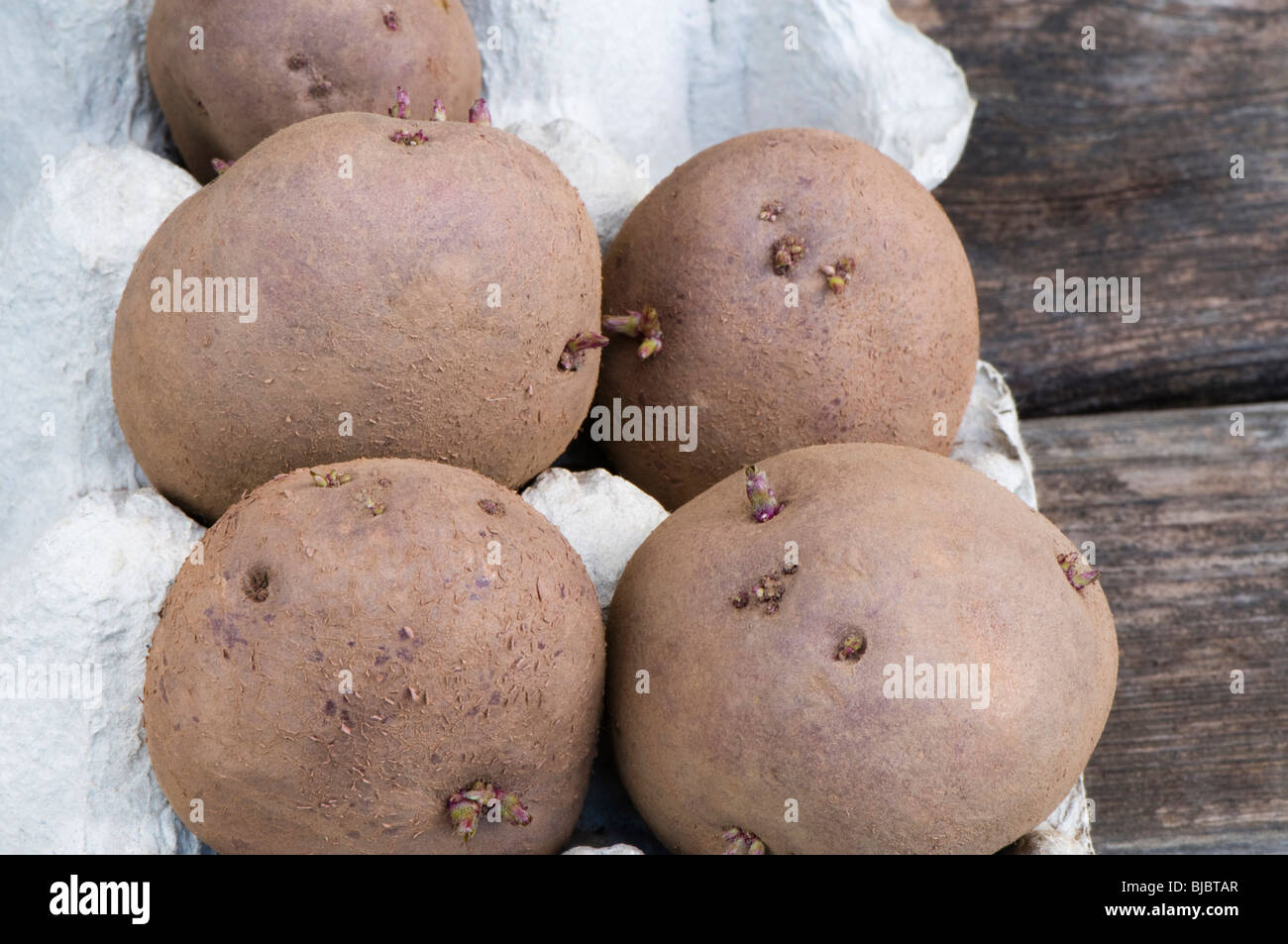 Red Duke of York tuberi, un rosso spellati prima del patrimonio raccolto precoce potato in un cartone uovo vassoio Foto Stock