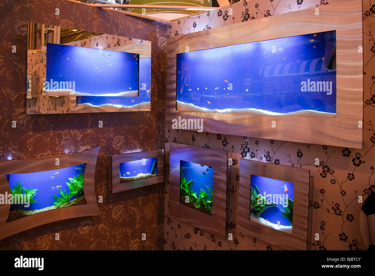 Serbatoi di pesce montato a parete display fro pesci tropicali Foto Stock