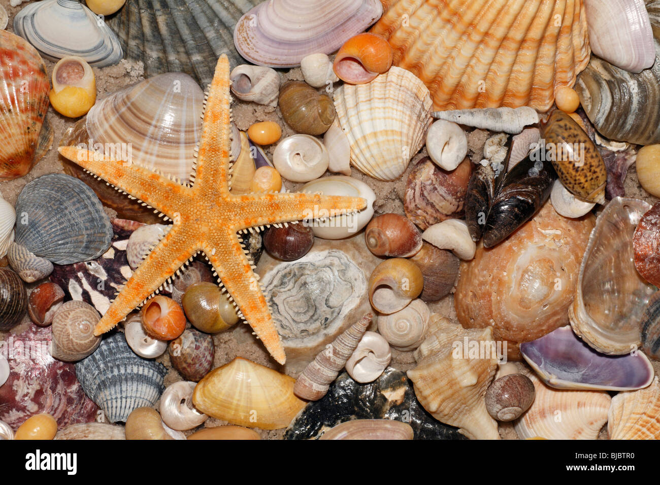 Atlantico gusci misti e la stella di mare sulla spiaggia, nel Coto Donana National Park, Andalusia Spagna del Sud Foto Stock
