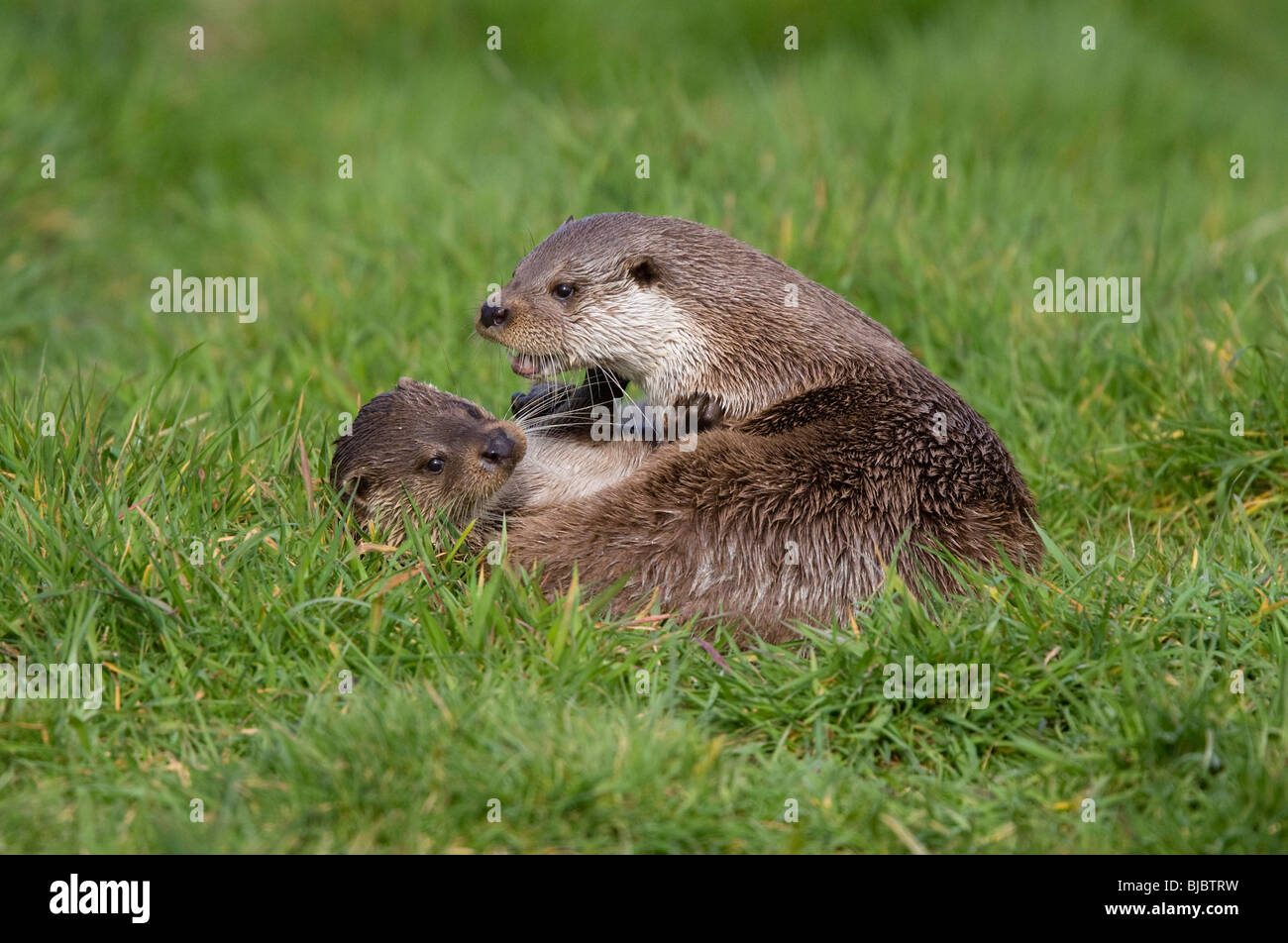 Lontra europea (Lutra lutra) due giocando, Surrey, Regno Unito. Captive Foto Stock