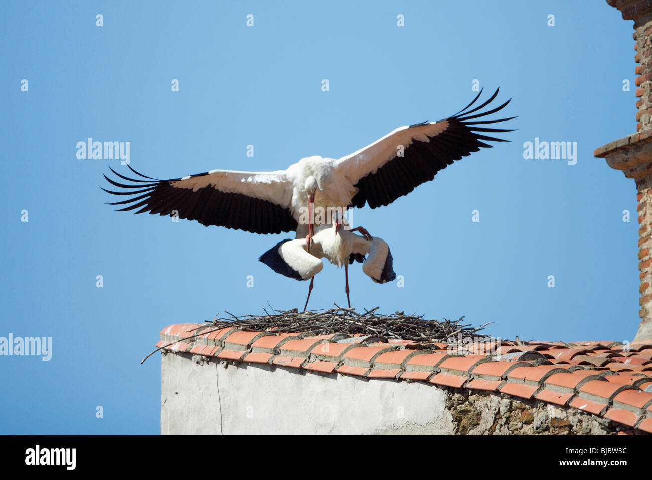 Cicogna bianca (Ciconia ciconia), coppia coniugata sulla costruzione tetto, Estremadura, Spagna Foto Stock
