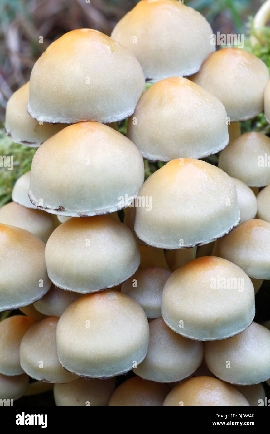 Ciuffo di zolfo funghi Hypholoma fasciculare), uno studio dettagliato dei corpi fruttiferi Foto Stock