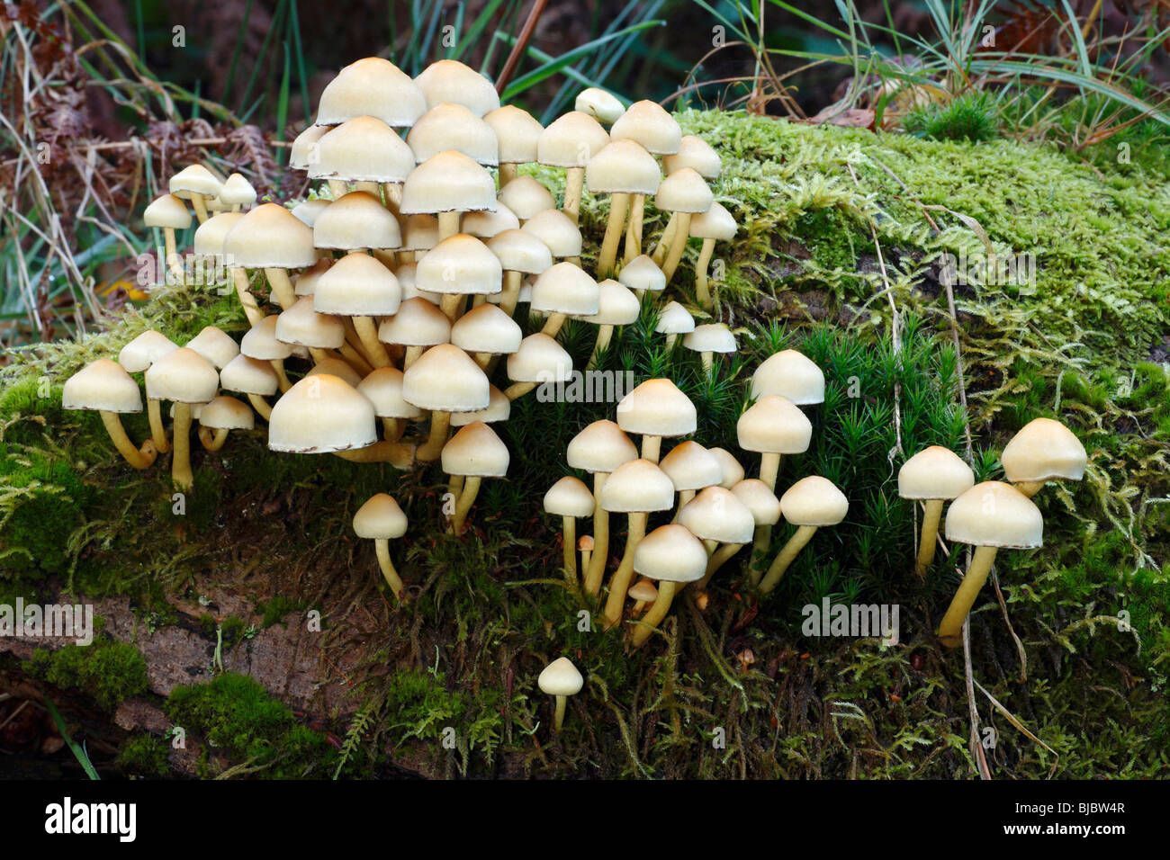 Ciuffo di zolfo funghi Hypholoma fasciculare), crescente sul decadimento steli ad albero nella foresta, Germania Foto Stock