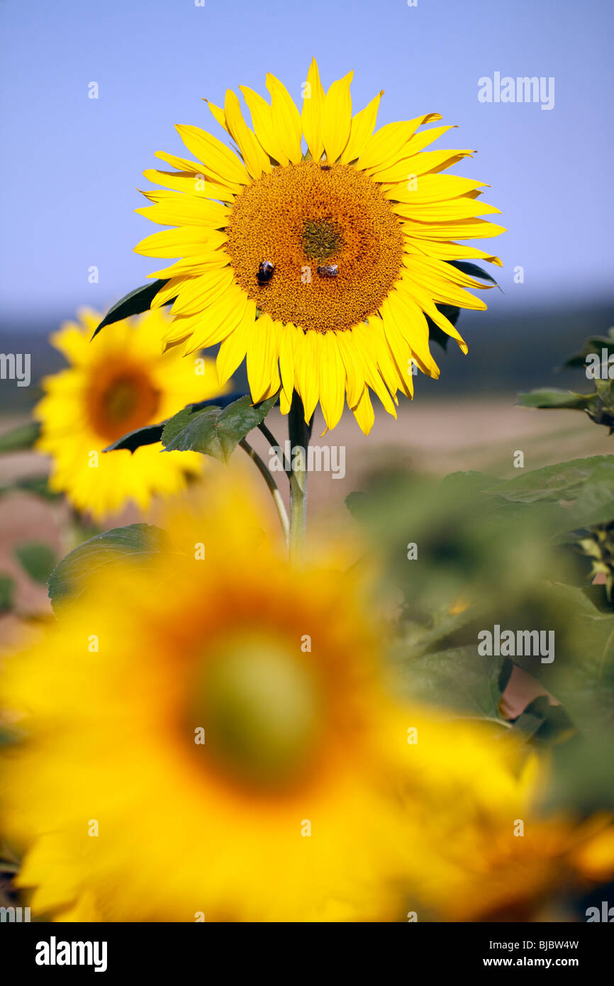 Girasole (Helianthus annuus), contro il cielo BLE, Germania Foto Stock