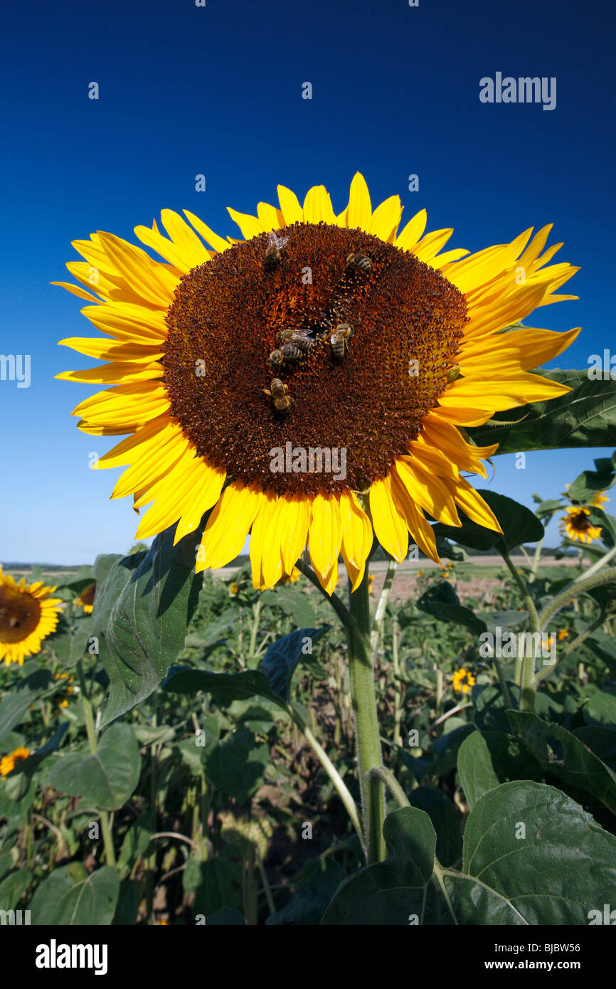 Honeybees (Apis mellifera) alimentazione su una testa di girasole (Helianthus annuus), Germania Foto Stock