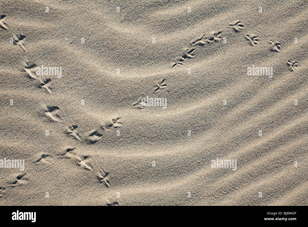 Tracce di uccelli nella sabbia, Isola di Texel, Olanda Foto Stock