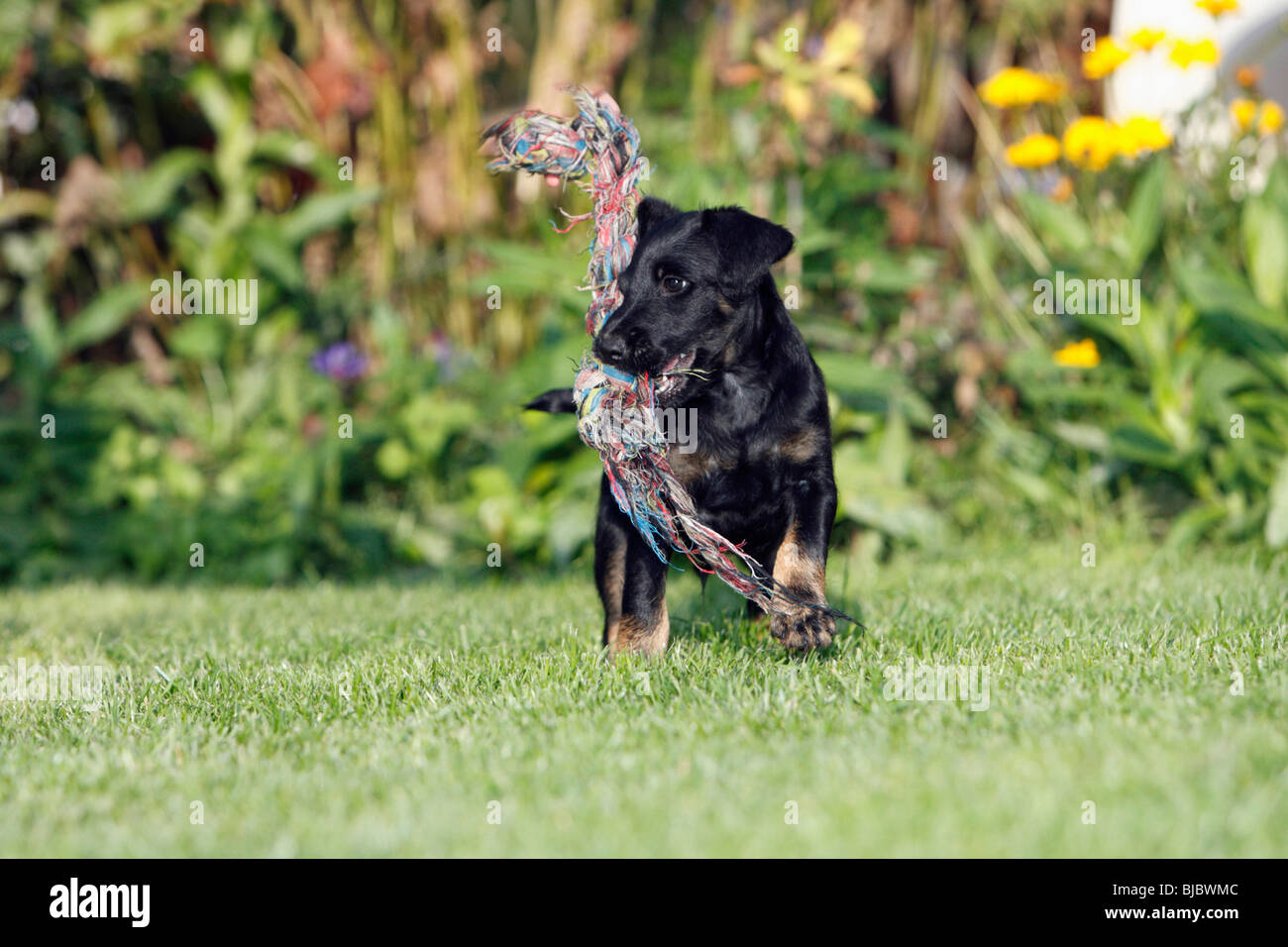 Westfalia / Westfalen Terrier, cucciolo giocando con rag di corda, Germania Foto Stock