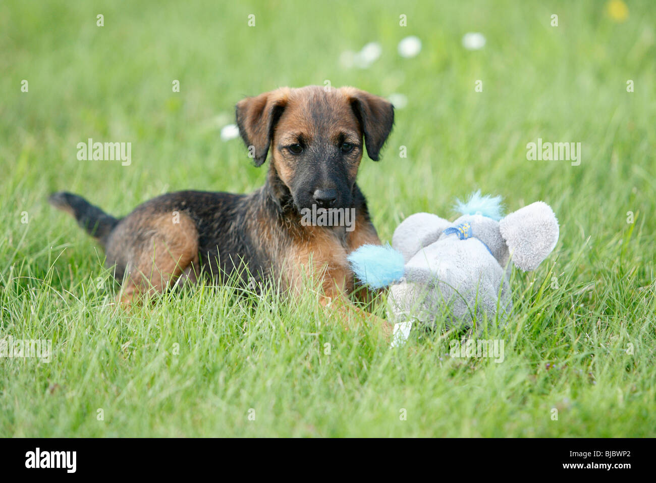 Westfalia / Westfalen Terrier, cucciolo giocando con il giocattolo di peluche, Germania Foto Stock