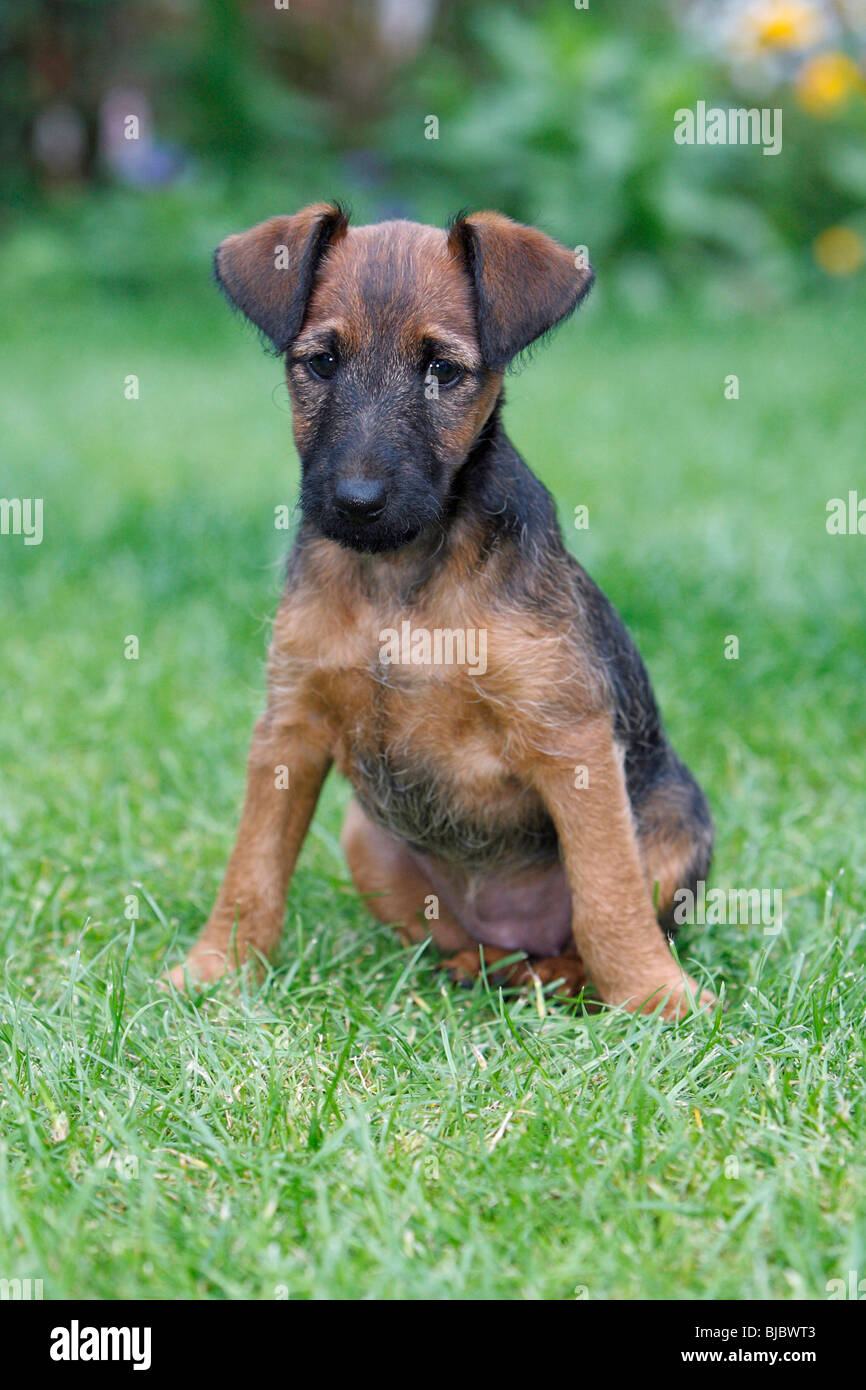 Westfalia / Westfalen Terrier, cucciolo seduti in giardino, Germania Foto Stock