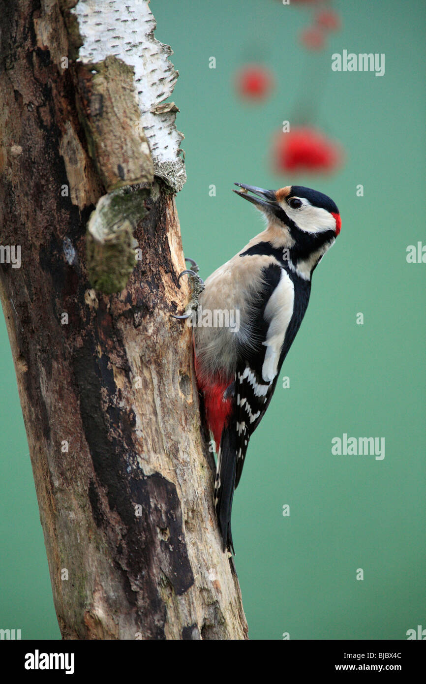 Picchio rosso maggiore (Dendrocopos major), seduta sul gambo di albero, Germania Foto Stock