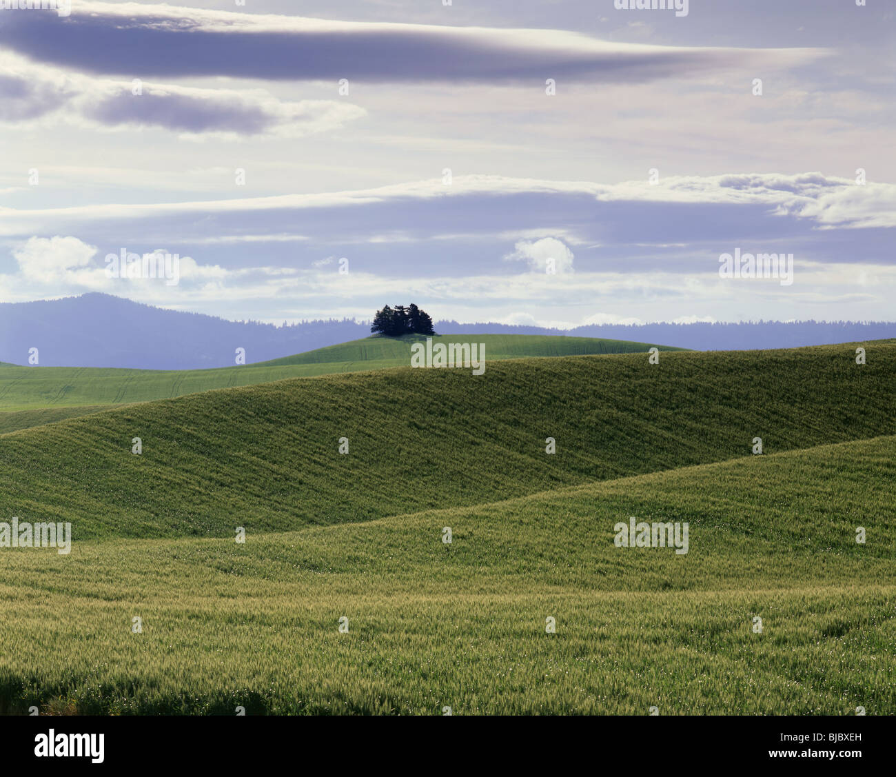 WASHINGTON - campi di grano nella fertile regione Palouse di Eastern Washington. Foto Stock