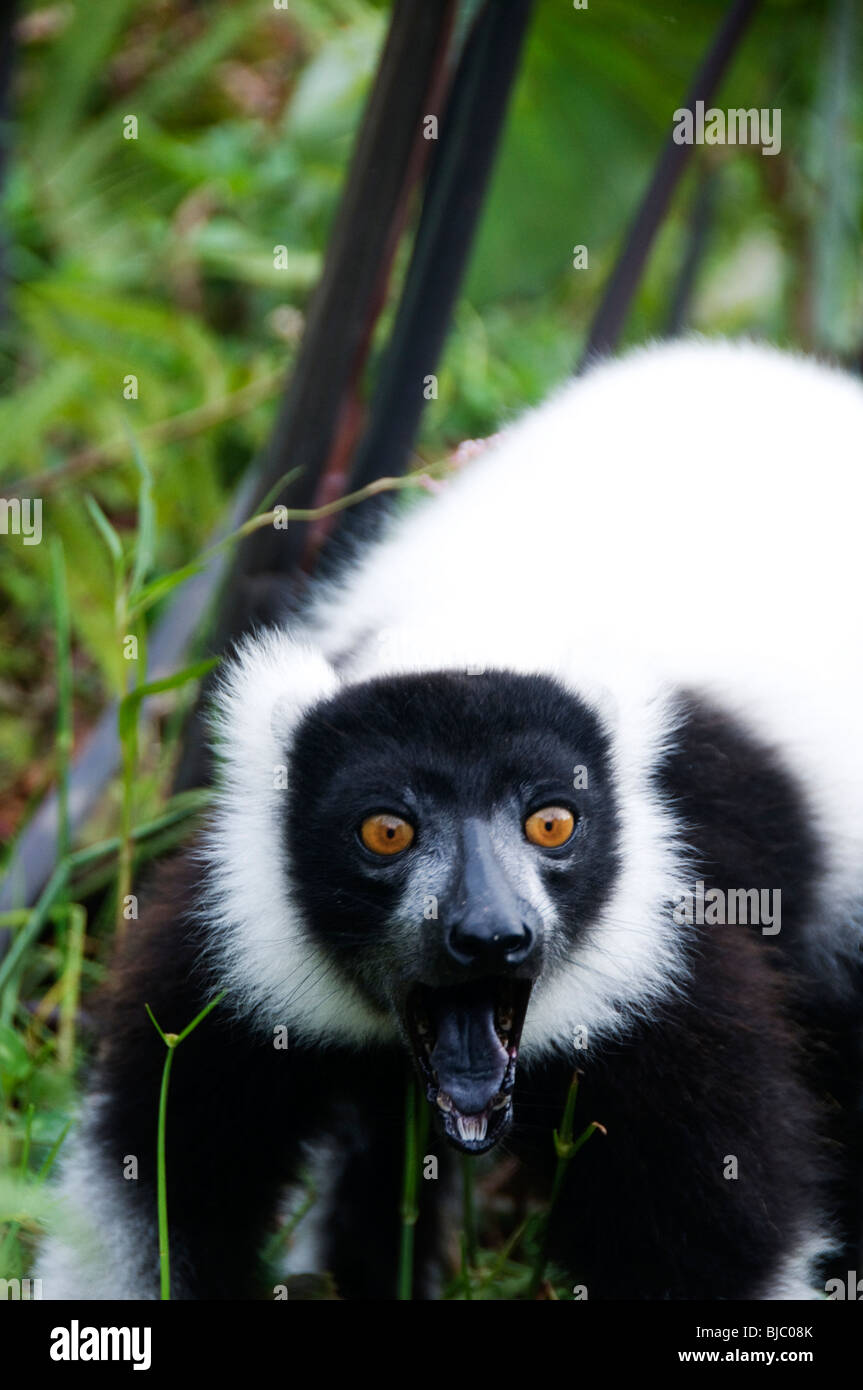 Lemuri .Vakona Forest Riserve.Bianco lemure ruffed facendo una faccia feroce quando si trova di fronte a situazioni di pericolo Foto Stock