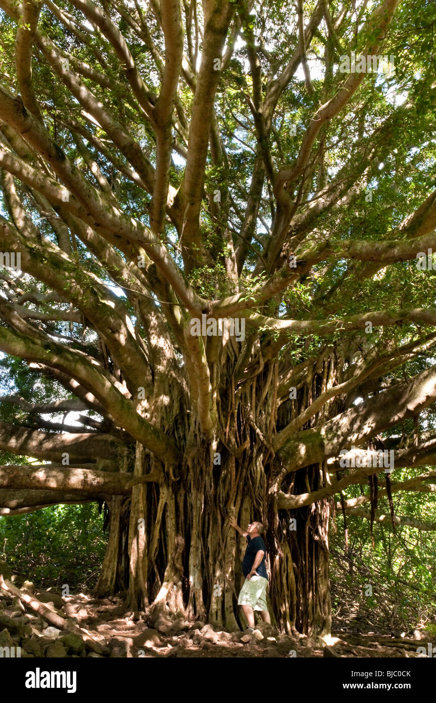 Banyan Tree con persona in shot per mostrare la scala e le dimensioni. Preso sul sentiero Pipiwai vicino a Hana Hawaii Maui Foto Stock