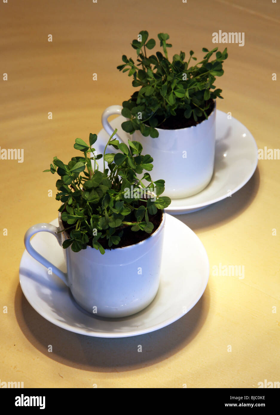Shamrock crescendo in tazze da caffè Foto Stock