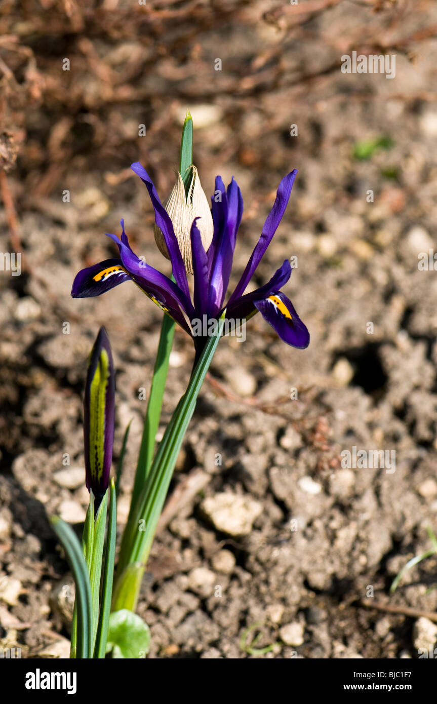 Iris reticulata, iris nana, in fiore in primavera a Cotswolds Foto Stock