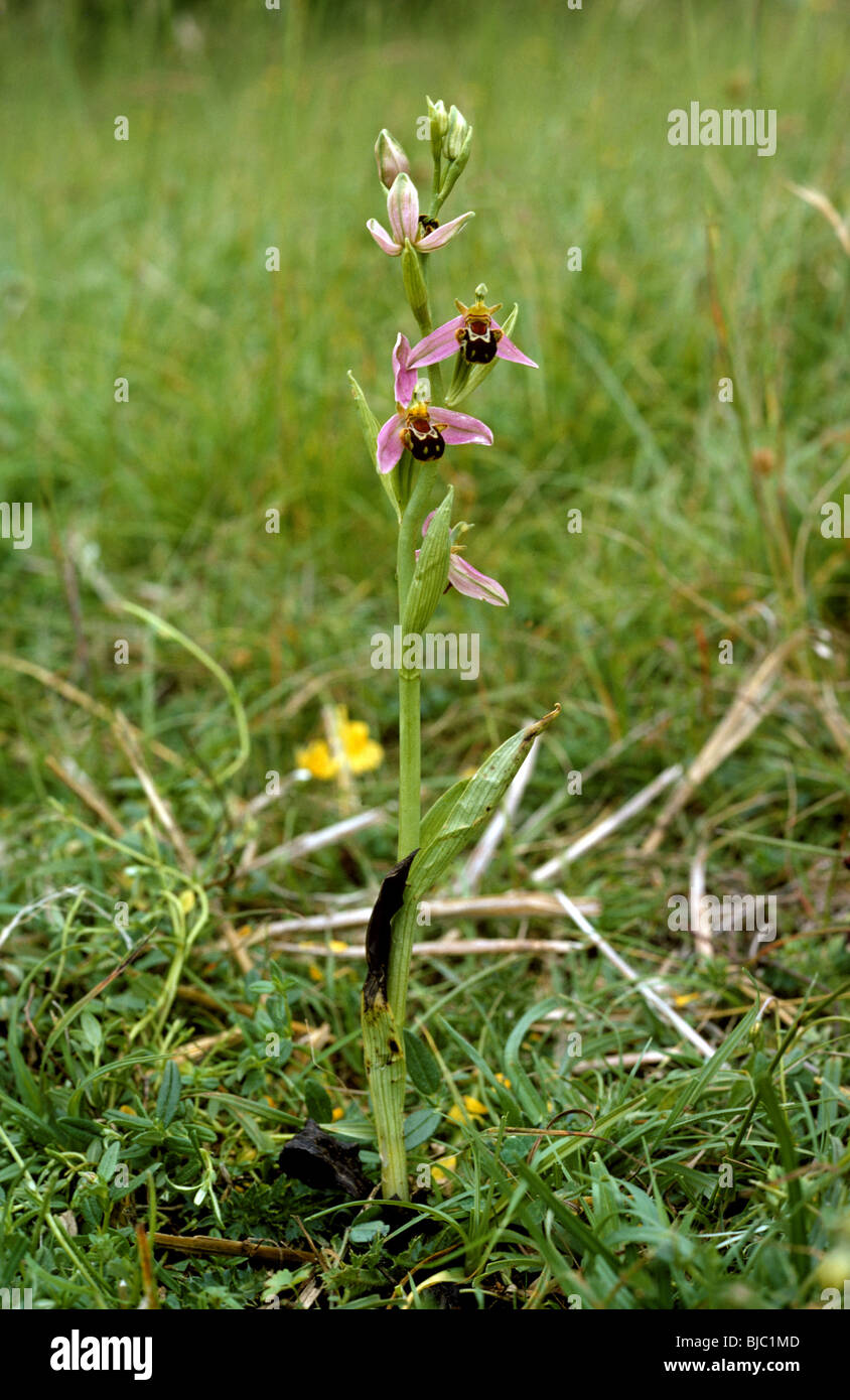 Bee orchid (Ophrys apifera) impianto su chalk downland erba Foto Stock
