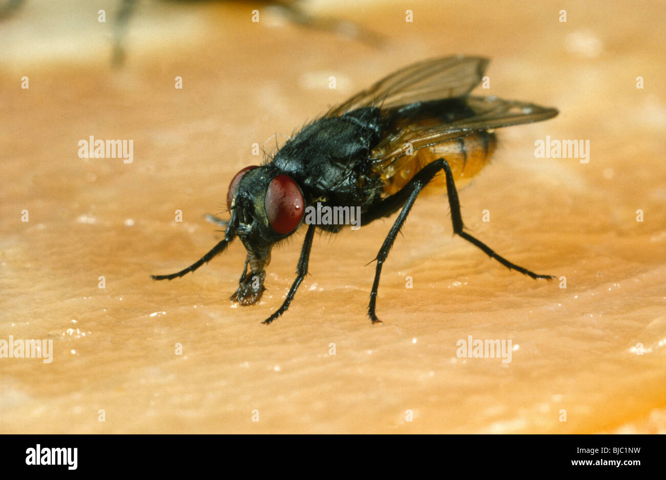Una mosca di casa (Musca domestica) alimentazione sulla superficie di alcune carni Foto Stock