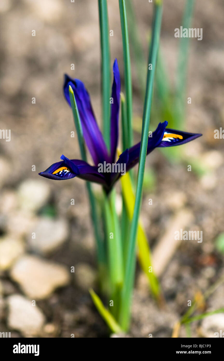 Iris reticulata, iris nana, in fiore in primavera a Cotswolds Foto Stock