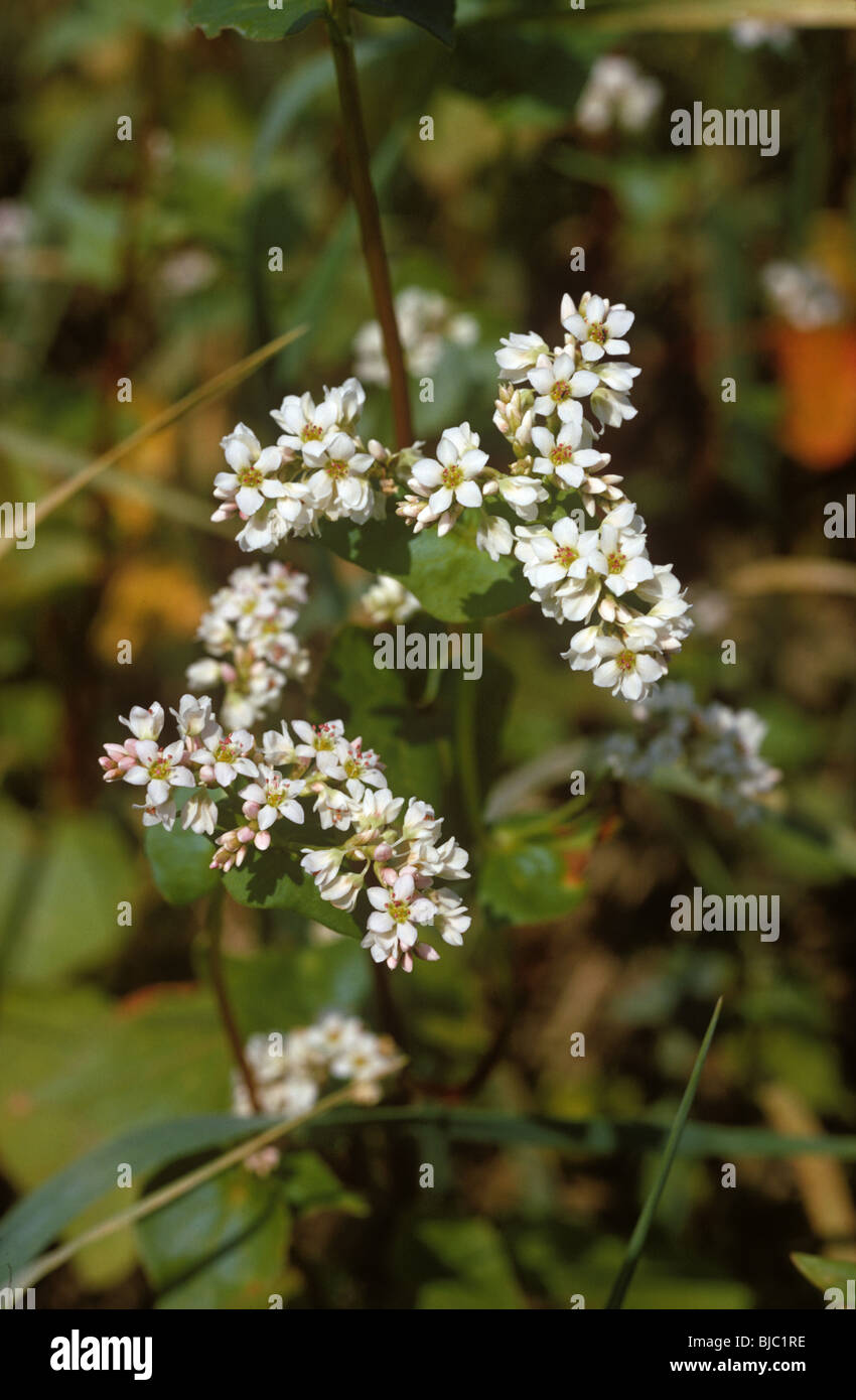 Il grano saraceno (Fagopyrum esculentum) piante in fiore Foto Stock