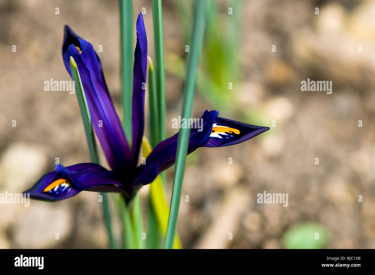 Iris reticulata, iris nana, in fiore in primavera a Cotswolds Foto Stock
