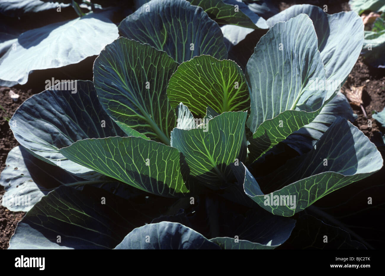 La maturazione del cavolo e retroilluminato mostra in grassetto vene in foglia Foto Stock