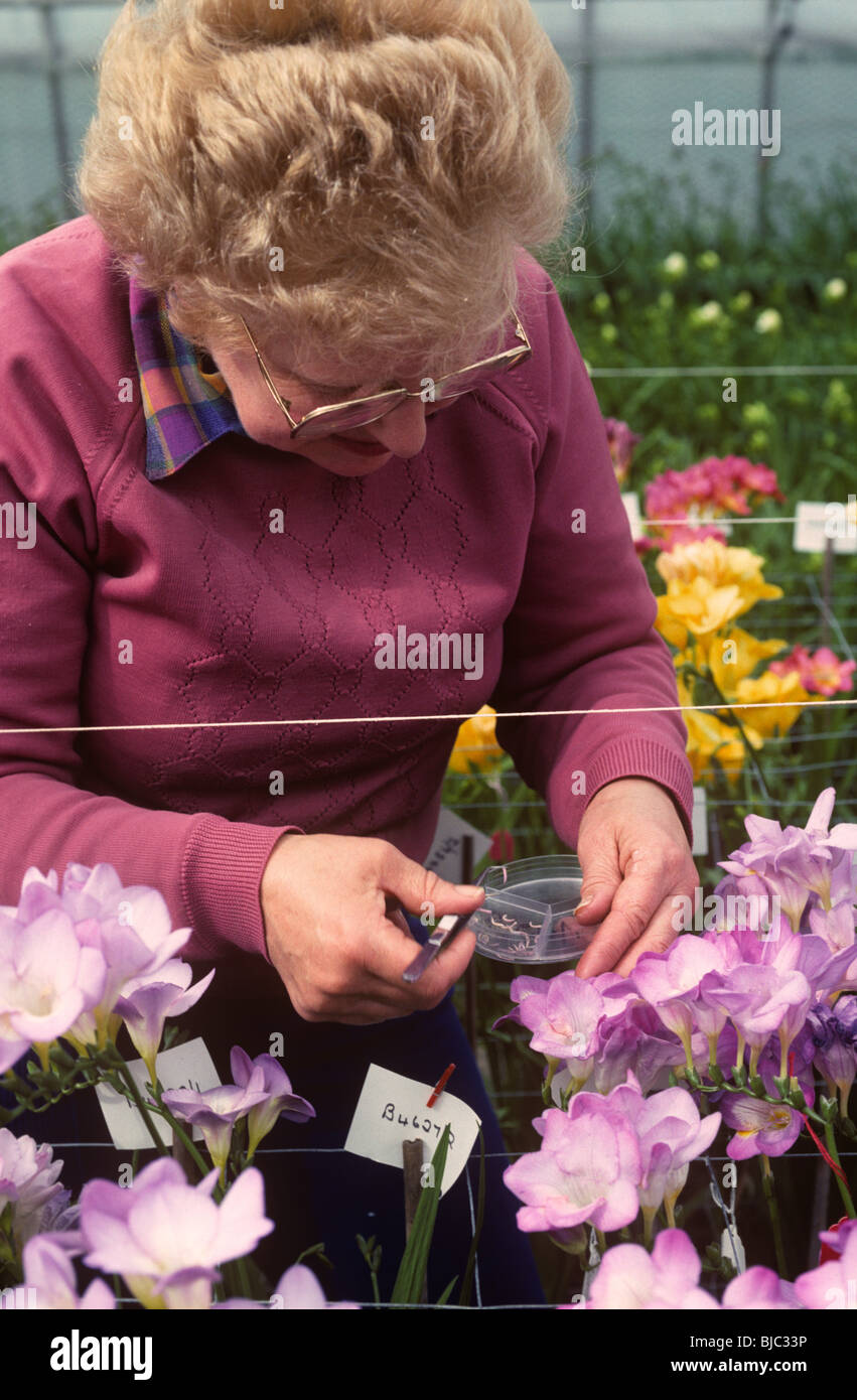 Signora con il forcipe rimozione di antere per impollinazione incrociata Fresia fiori in una serra commerciale Foto Stock