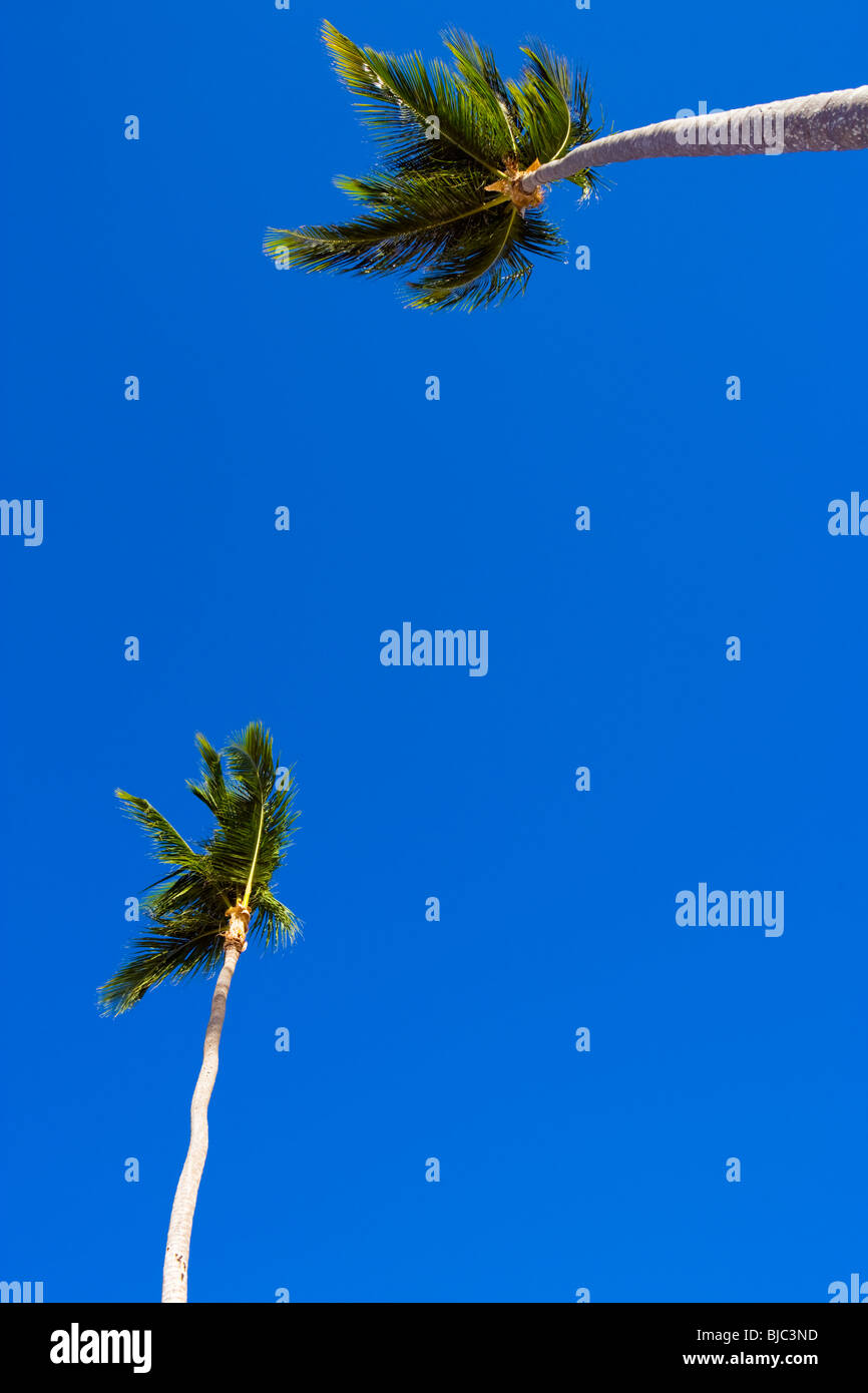 Immagine astratta di palme contro un cielo blu chiaro Foto Stock