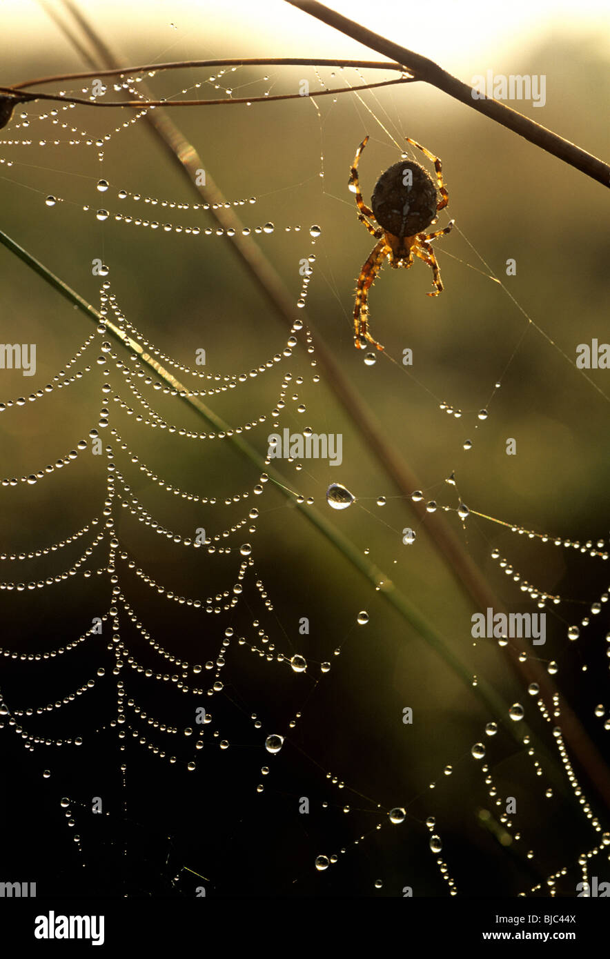 Un giardino spider (Araneus diadematus) su una rugiada laden presto sul web su una mattina autunnale, Devon Foto Stock