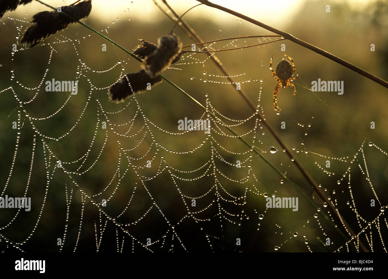 Un giardino spider (Araneus diadematus) su una rugiada laden presto sul web su una mattina autunnale, Devon Foto Stock