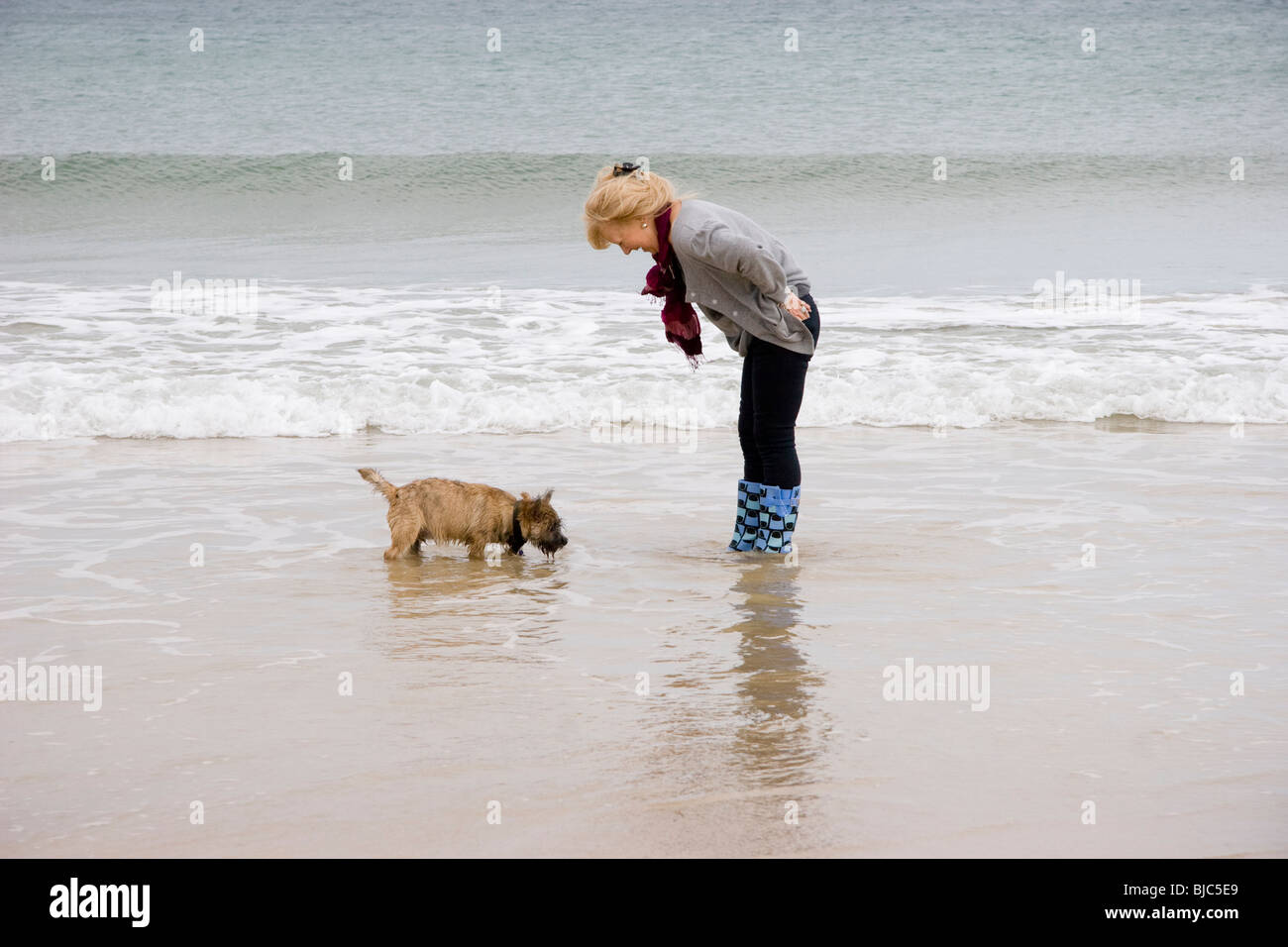 Donna introducendo un Cairn Terrier cucciolo al mare Foto Stock