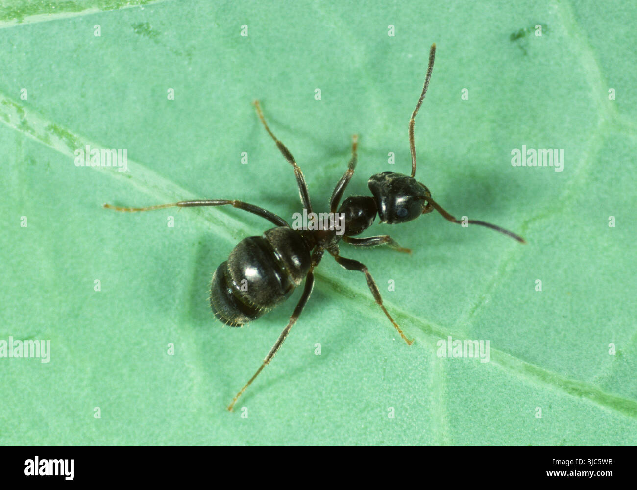 Black Ant (Lasius niger) su una foglia Foto Stock