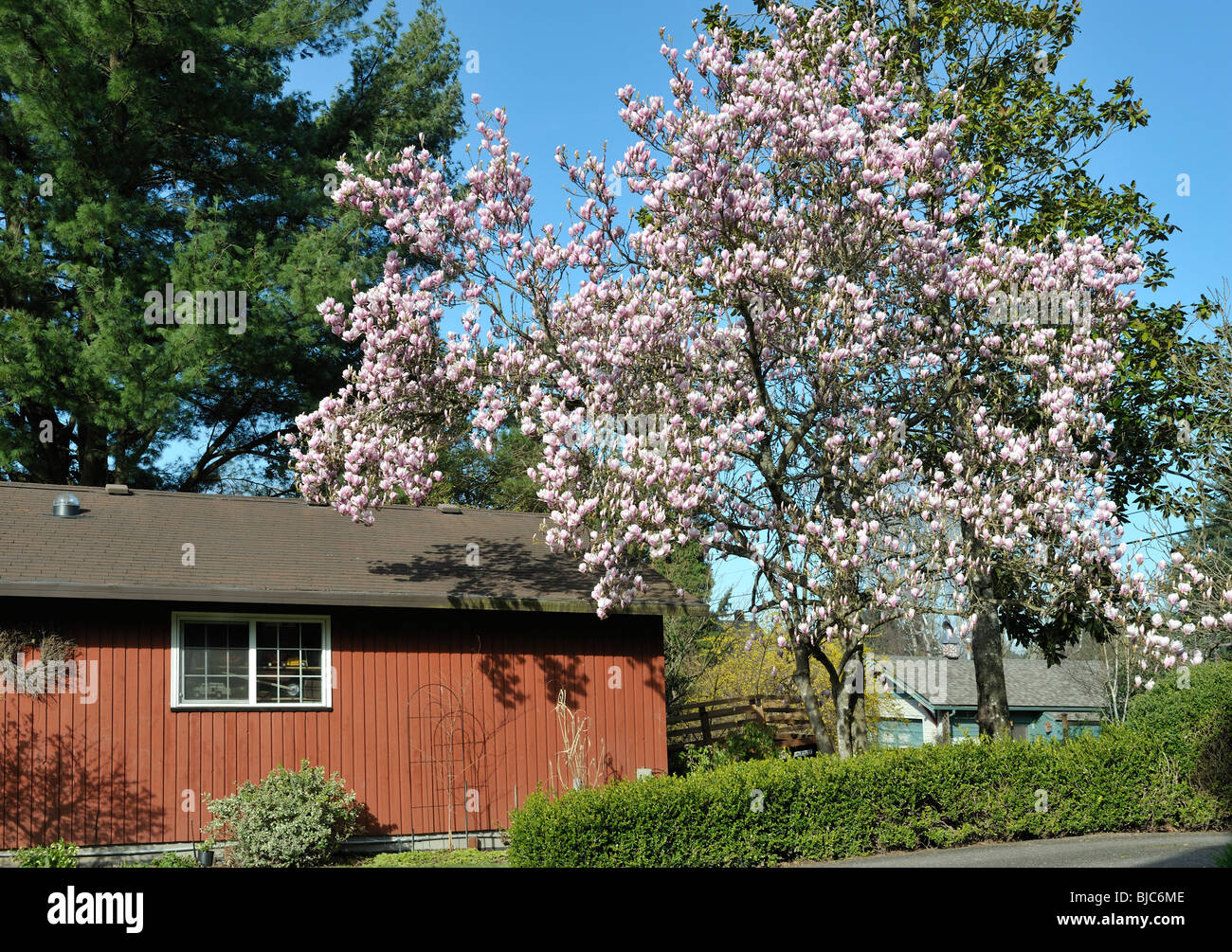Magnolia soulangiana, piattino Magnolia, erroneamente chiamato Albero dei tulipani, Portland, O 100306 34944 Foto Stock
