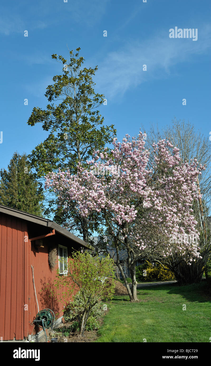 Magnolia soulangiana, piattino Magnolia, erroneamente chiamato Albero dei tulipani, Portland, O 100306 34947 Foto Stock