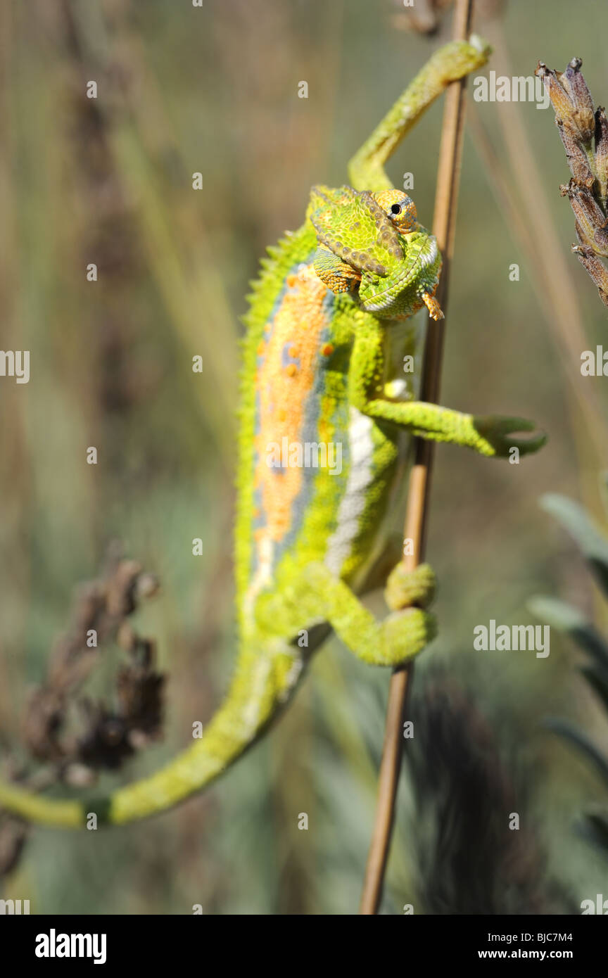 Cape Dwarf Chameleon in fiori di lavanda Foto Stock