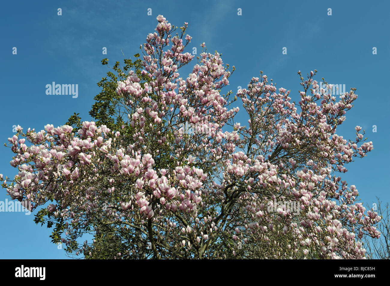 Magnolia soulangiana, piattino Magnolia, erroneamente chiamato Albero dei tulipani, Portland, O 100306 34949 Foto Stock