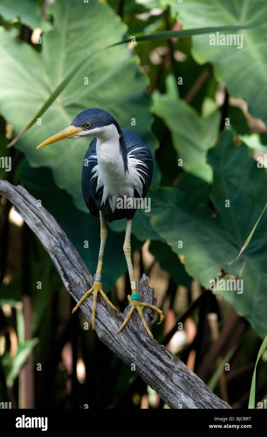 Grande immagine di un pied heron bird Foto Stock