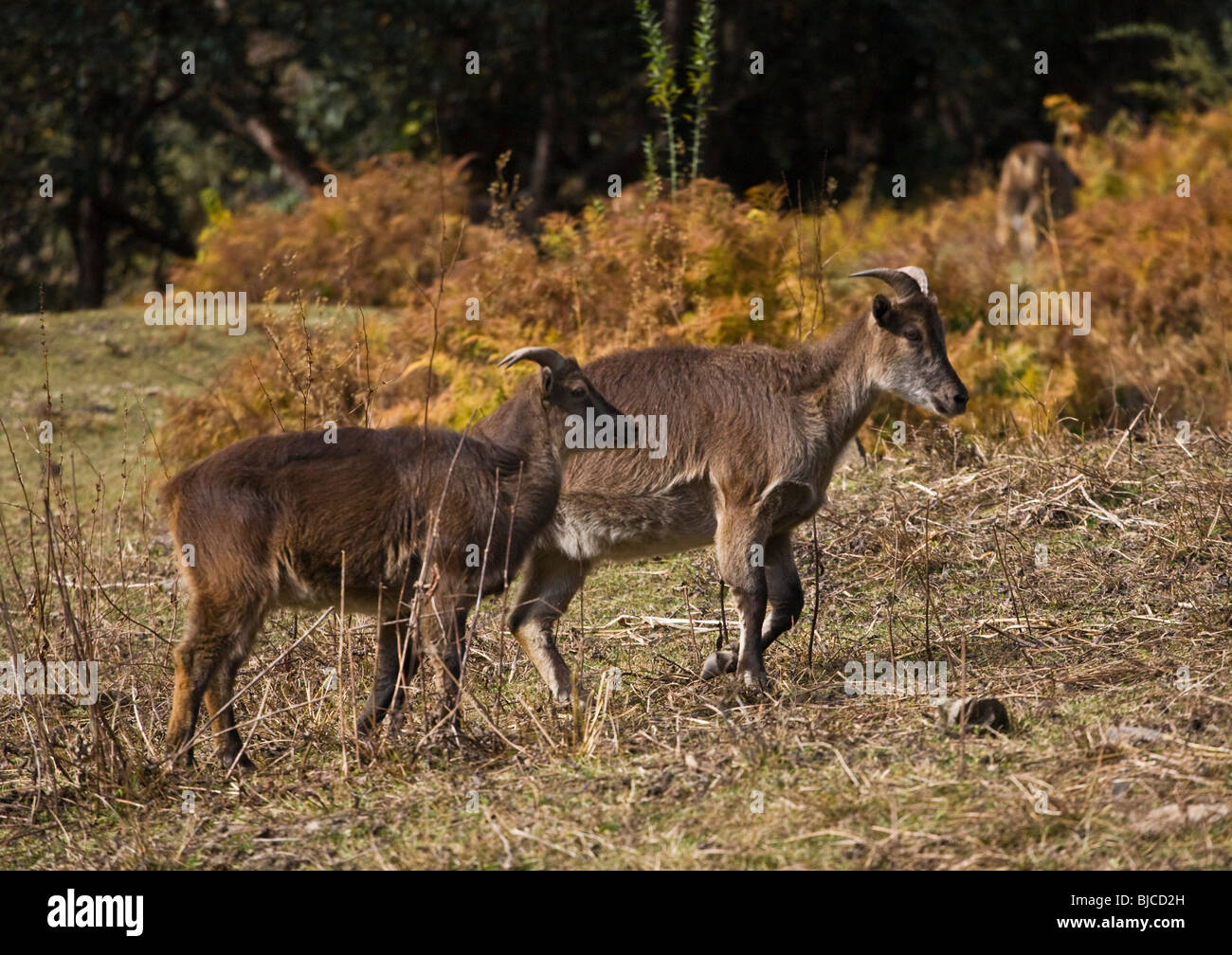 L'Himalayan THAR (Hemitragus jemlahicus) sono correlati alle capre selvatiche - REGIONE NUPRI, NEPAL HIMALAYA Foto Stock