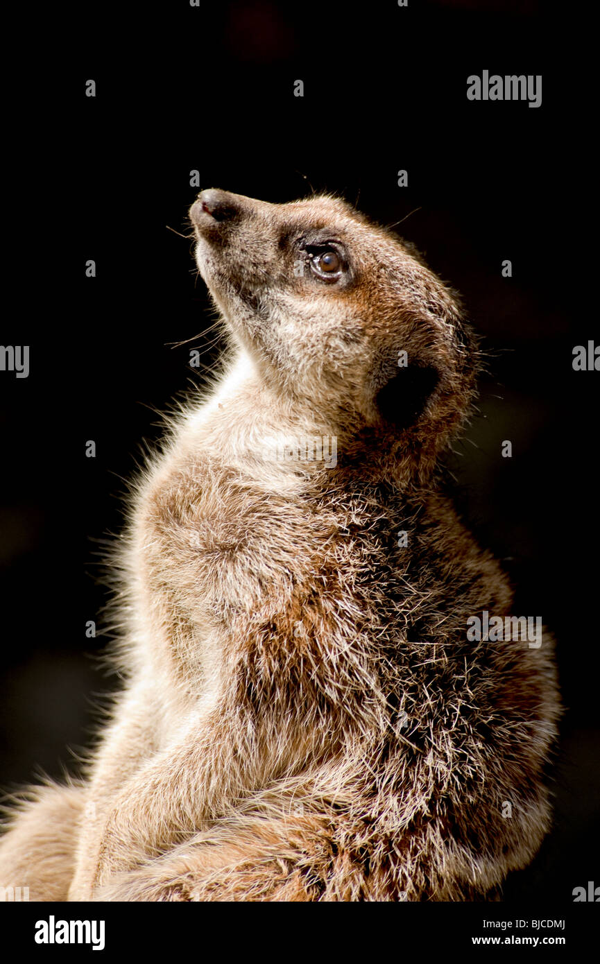 Meerkat fissando in aria a Kansas City, Missouri, zoo. Foto Stock