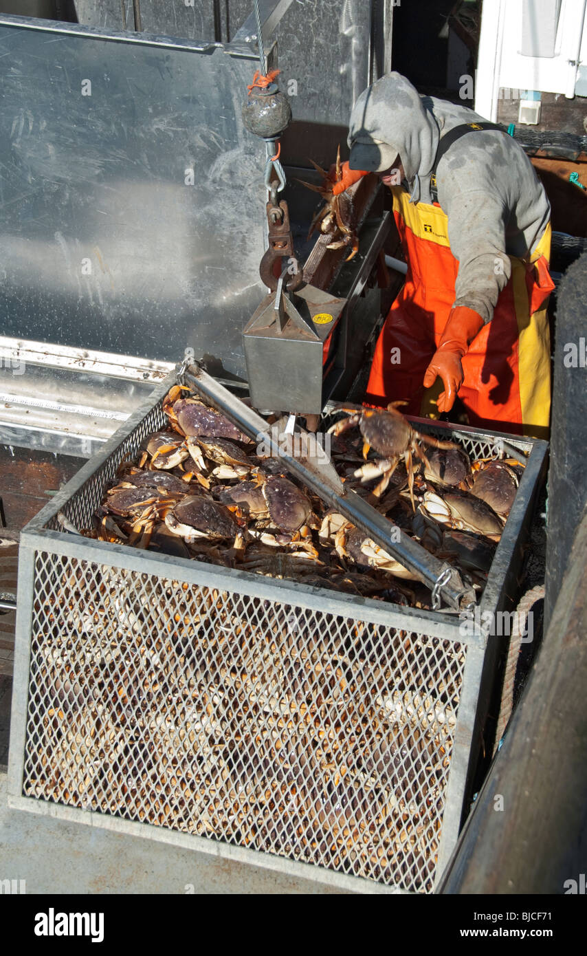 California, Half Moon Bay, Dungeness crab stagione, granchio di scarico da commerciali barca da pesca Foto Stock