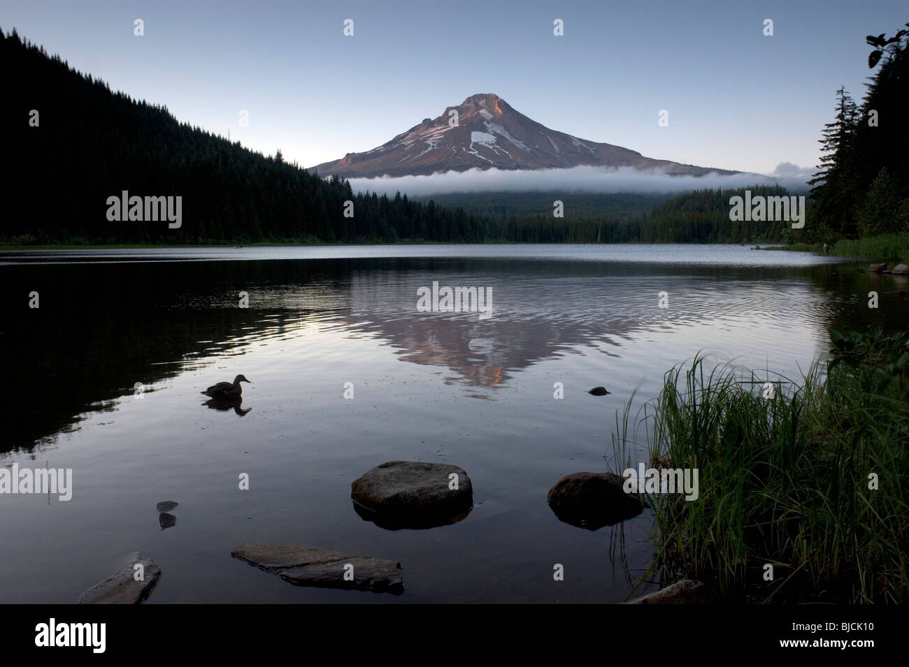 Trillium Lago di Monte Cofano Oregon stato USA Stati Uniti America del Nord Foto Stock
