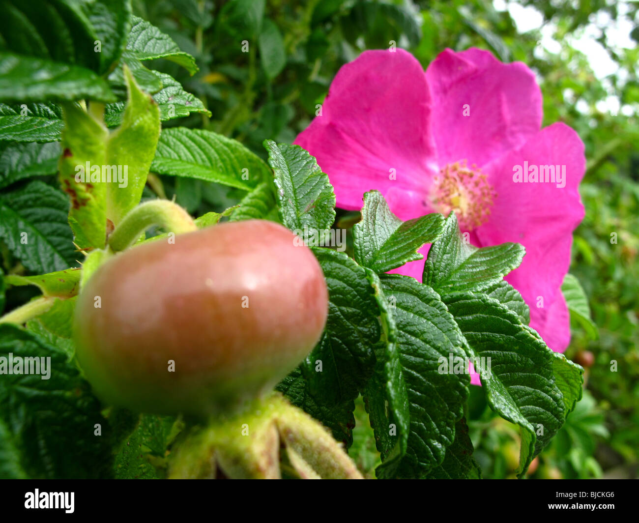 Rose hip di frutti e fiori Foto Stock
