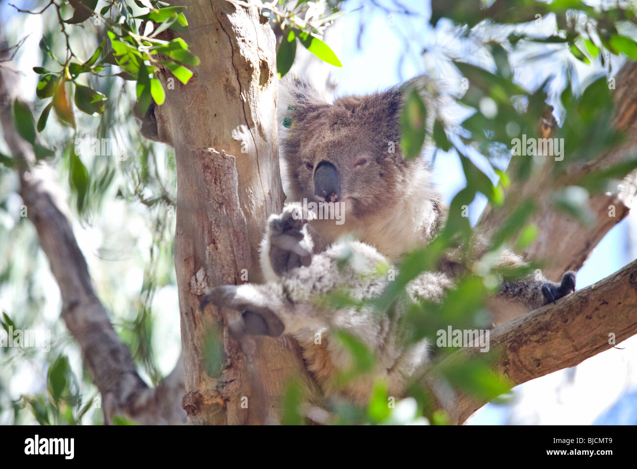 Il Koala in Grand Otway National Park, Victoria, Australia Foto Stock