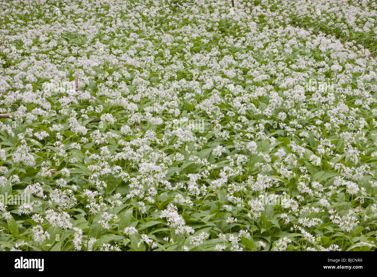 Blooming ramson, Allium ursinum Foto Stock