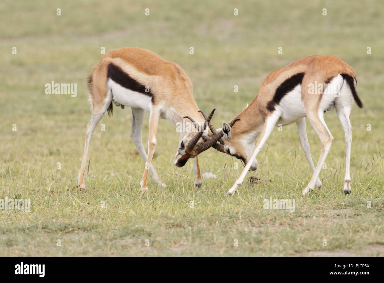 Thomson gazzella maschi contestando in Tanzania Foto Stock