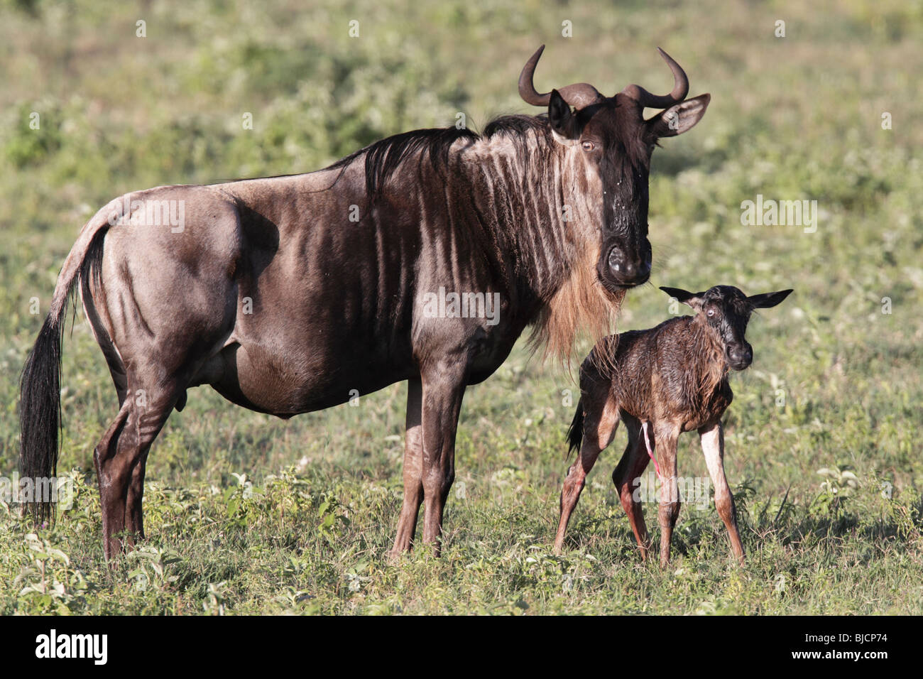 Gnu e la nuova nata di vitello nel cratere di Ngorongoro della Tanzania Foto Stock