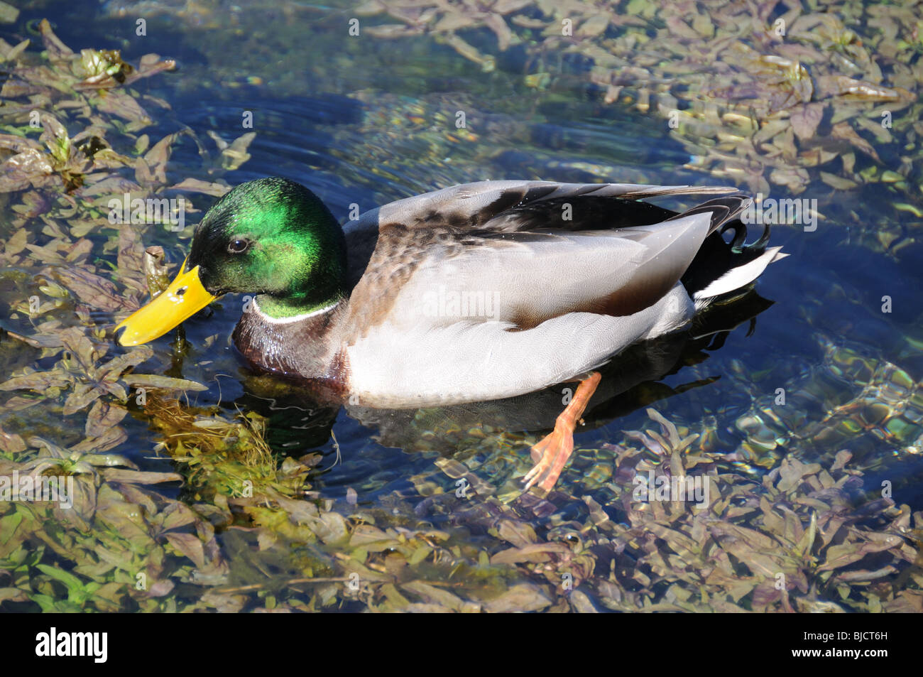 Maschio di Mallard duck Foto Stock