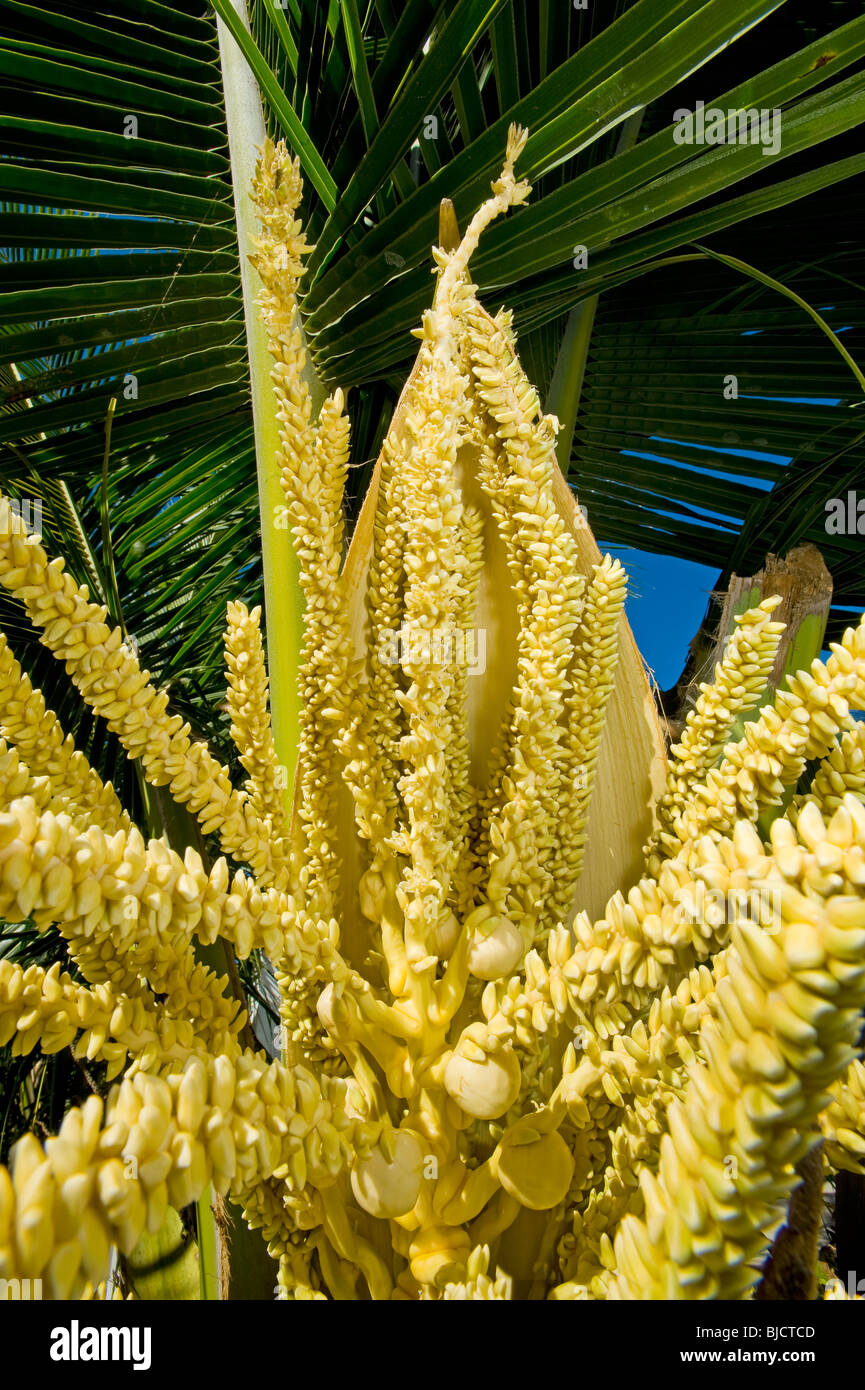 Fioritura di cocco dado coko PALM blossom frutta cibo flower bloom abloom piena fioritura impollinare interroga il polline Malapascua Island Ceb Foto Stock