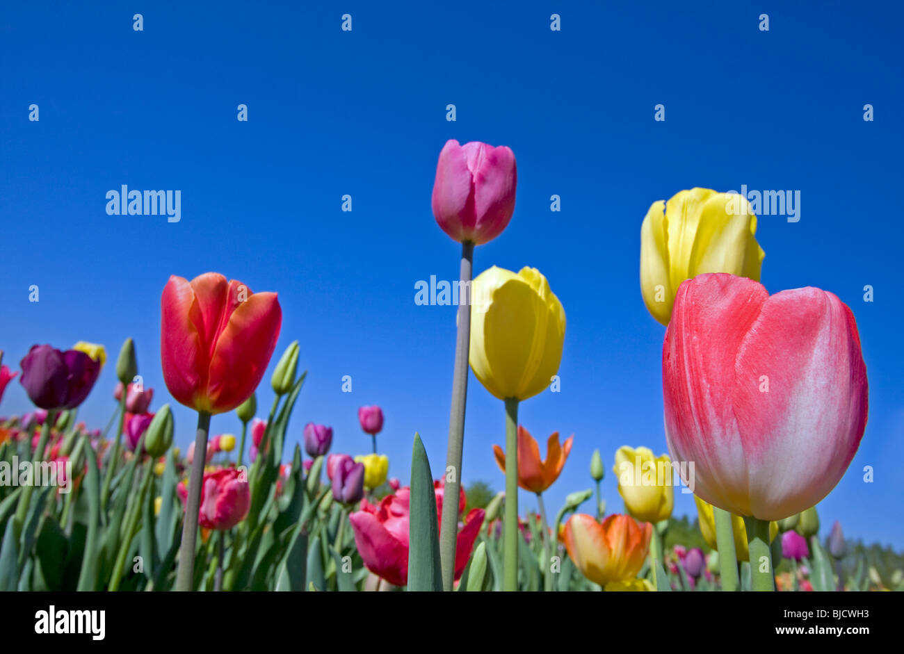 Campo di tulipani con cielo blu Foto Stock
