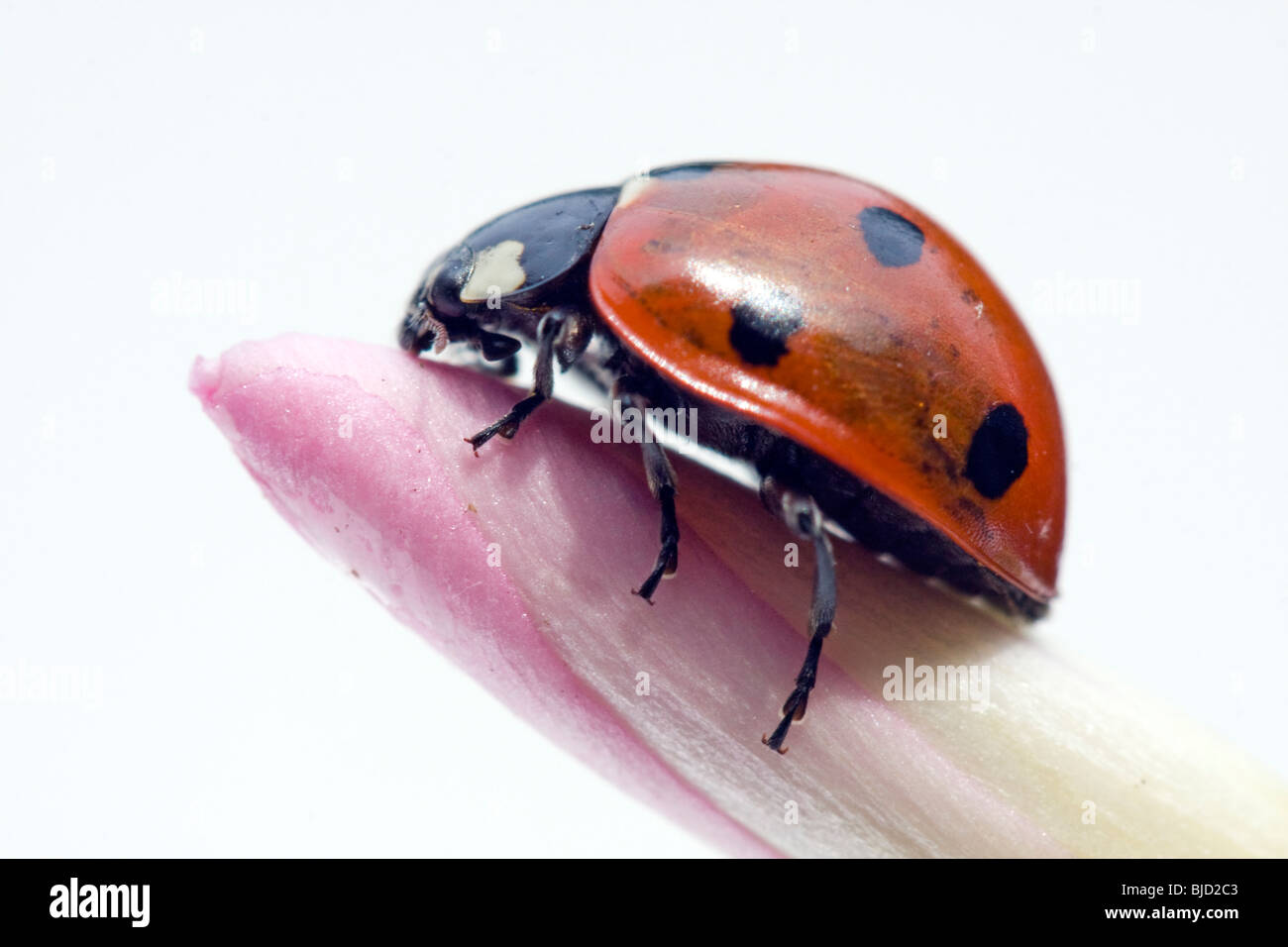 Sette spot coccinella,Coccinella septempunctata Foto Stock