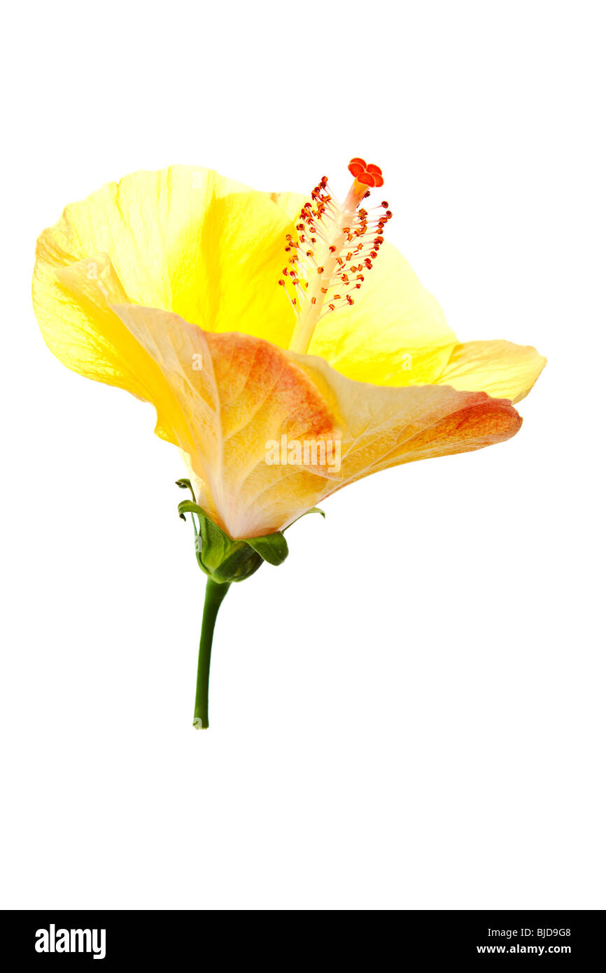 Hibiscus giallo isolato su un puro sfondo bianco Foto Stock